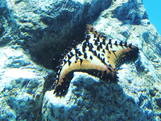 チョコレートチップスター/東京都葛西臨海水族園(江戸川区)