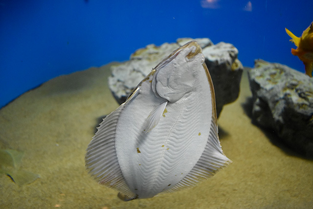 プレイス/東京都葛西臨海水族園(江戸川区)