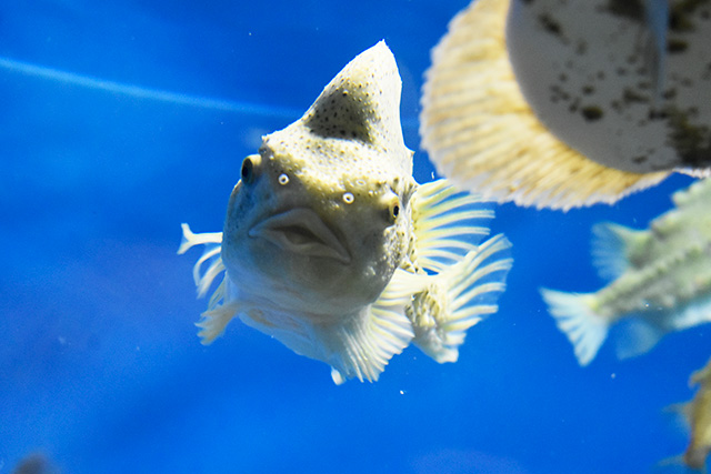 ランプサッカー/東京都葛西臨海水族園(江戸川区)
