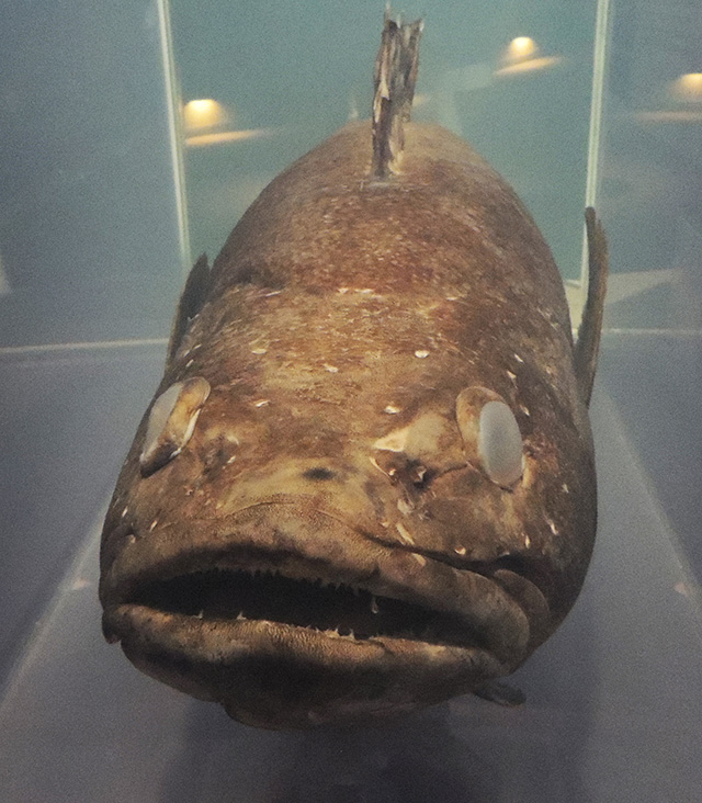 アンタークティックトゥースフィッシュ/東京都葛西臨海水族園(江戸川区)