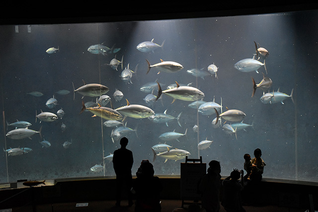マグロの水槽/東京都葛西臨海水族園(江戸川区)