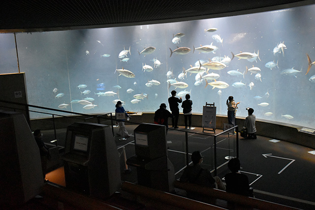 ドーナツ型の大水槽/東京都葛西臨海水族園(江戸川区)