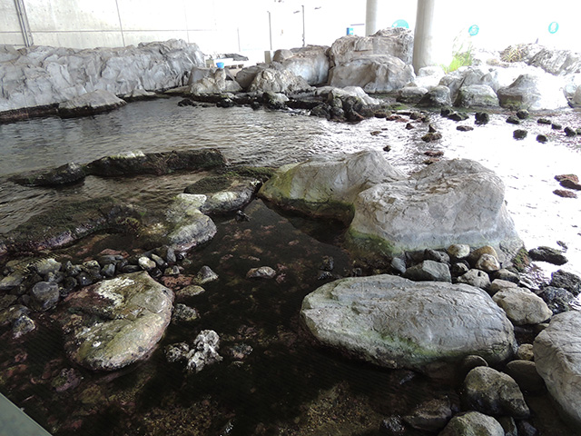 海の磯の様子を再現したエリア/東京都葛西臨海水族園(江戸川区)