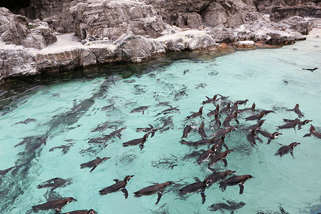 群れで泳ぐフンボルトペンギン/東京都葛西臨海水族園(江戸川区)