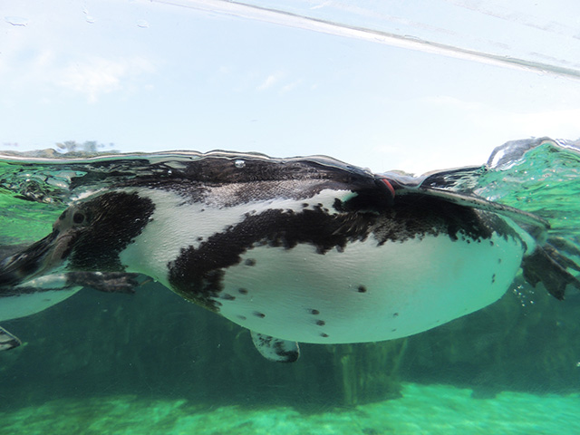 フンボルトペンギン/東京都葛西臨海水族園(江戸川区)