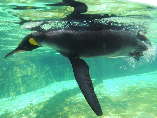オウサマペンギン/東京都葛西臨海水族園(江戸川区)