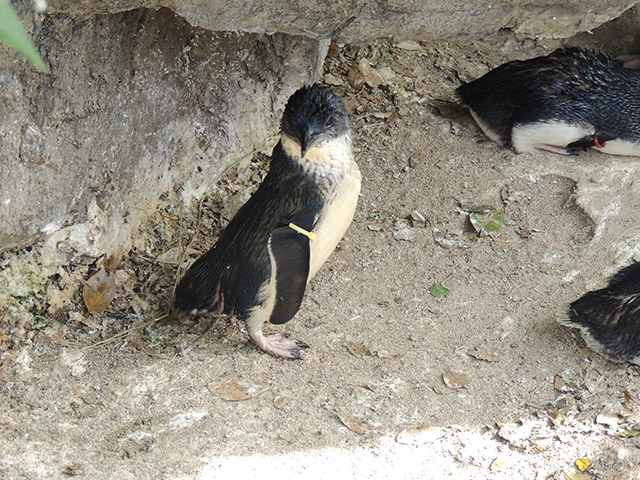 フェアリーペンギン/東京都葛西臨海水族園(江戸川区)