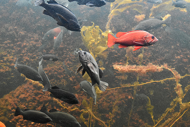 巨大な海藻と魚たち/東京都葛西臨海水族園(江戸川区)