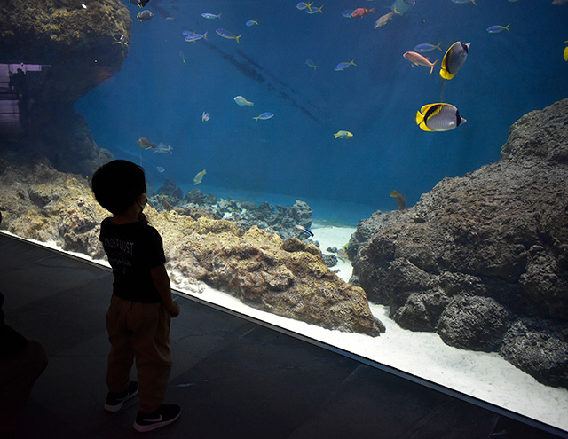 “床まで水槽”でキッズも興味津々/東京都葛西臨海水族園(江戸川区)