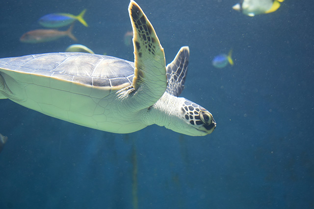 アオウミガメ/東京都葛西臨海水族園(江戸川区)