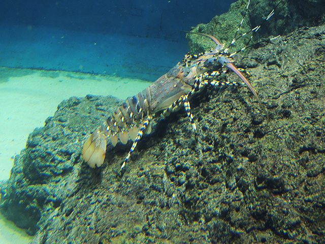 ニシキエビ/東京都葛西臨海水族園(江戸川区)