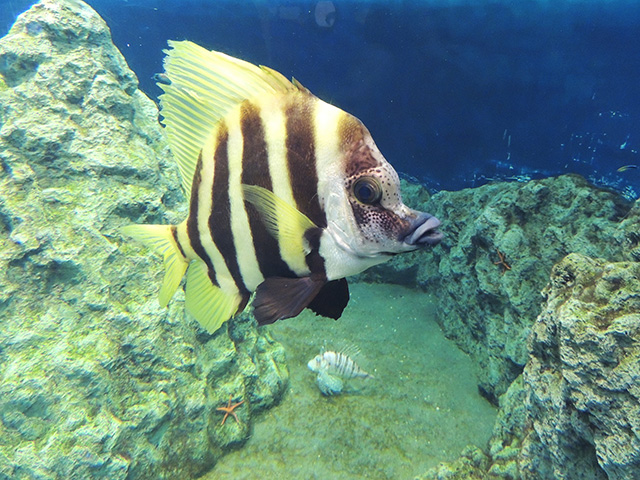 テングダイ/東京都葛西臨海水族園(江戸川区)