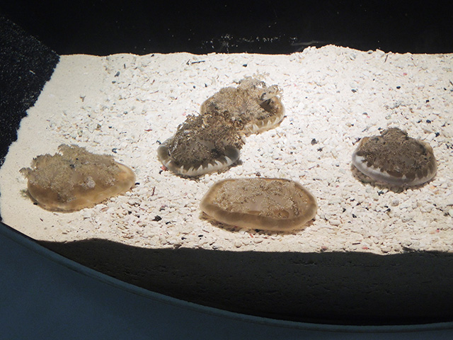 サカサクラゲ/東京都葛西臨海水族園(江戸川区)