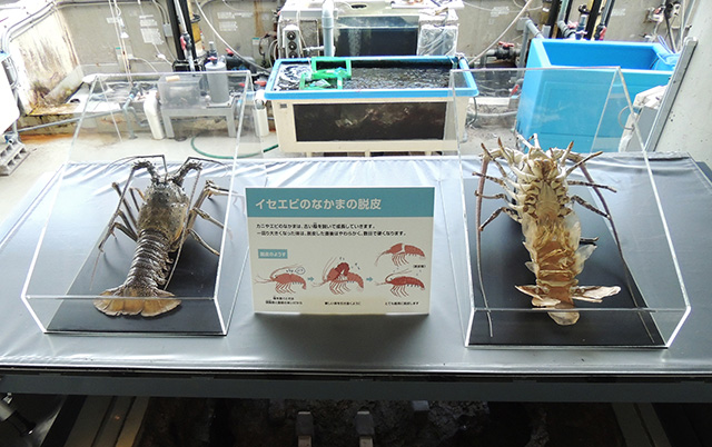イセエビの脱皮についての解説や脱皮殻の標本/東京都葛西臨海水族園(江戸川区)