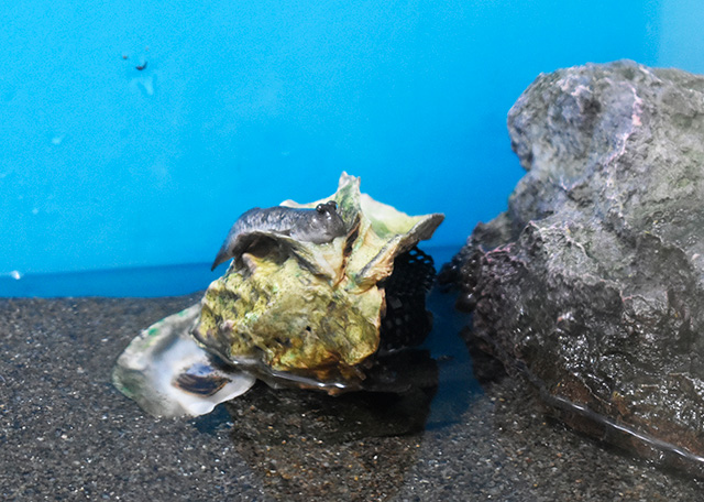 水族園で繁殖したトビハゼ/東京都葛西臨海水族園(江戸川区)