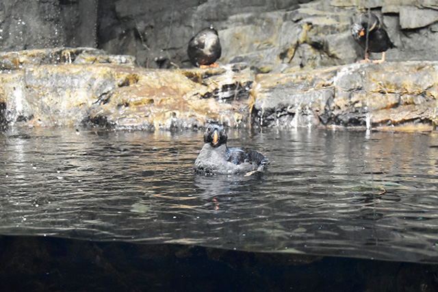 エトピリカ/東京都葛西臨海水族園(江戸川区)