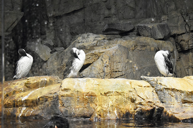 ウミガラス/東京都葛西臨海水族園(江戸川区)