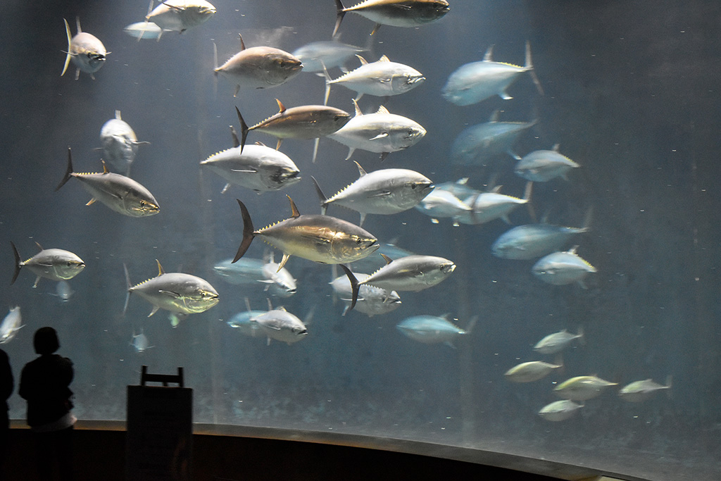 水槽を泳ぐクロマグロ/東京都葛西臨海水族園（江戸川区）