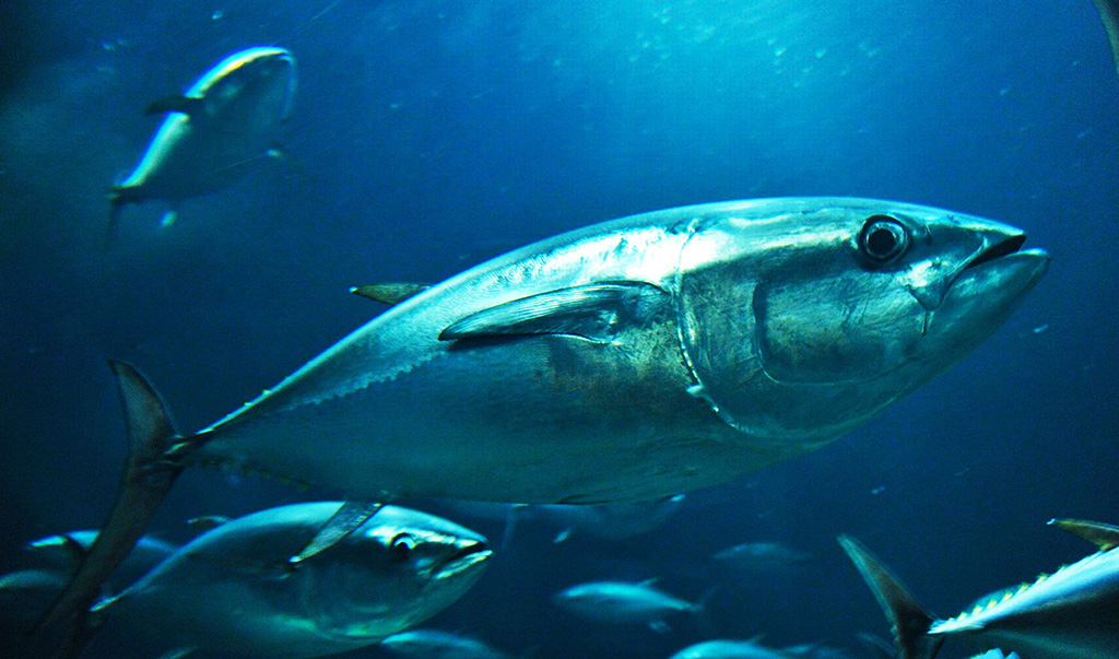 水槽を泳ぐクロマグロ/東京都葛西臨海水族園（江戸川区）