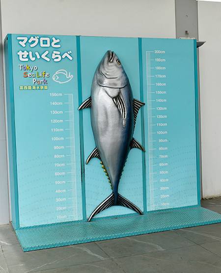「マグロとせいくらべ」/東京都葛西臨海水族園（江戸川区）
