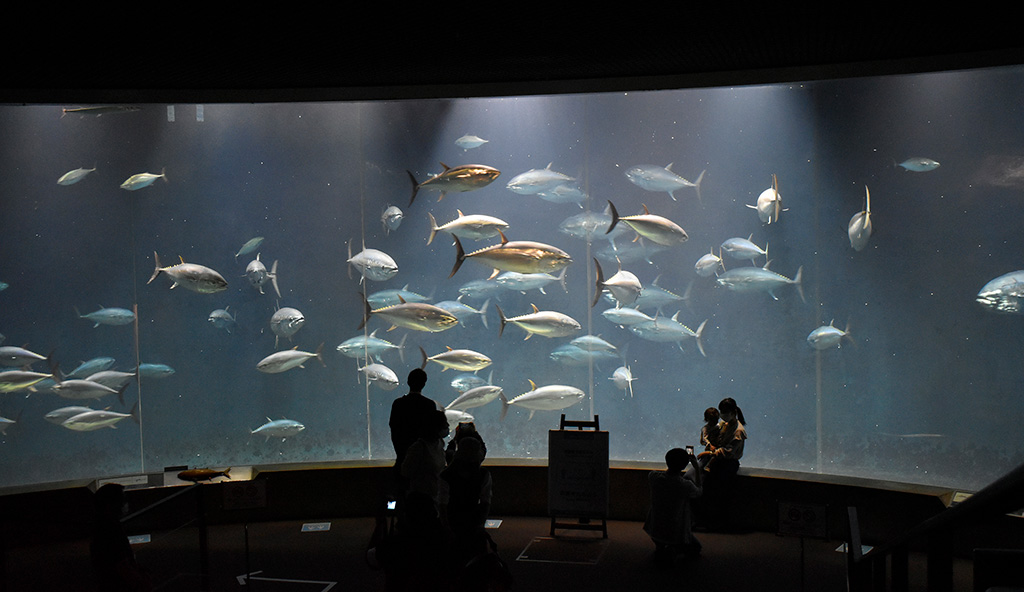 水槽を泳ぐクロマグロ/東京都葛西臨海水族園（江戸川区）