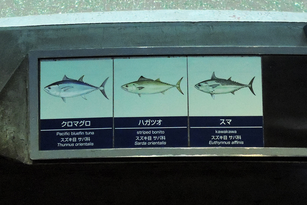 クロマグロ、クロマグロ、スマ/東京都葛西臨海水族園（江戸川区）