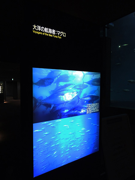 「大洋の航海者・マグロ」解説/東京都葛西臨海水族園（江戸川区）