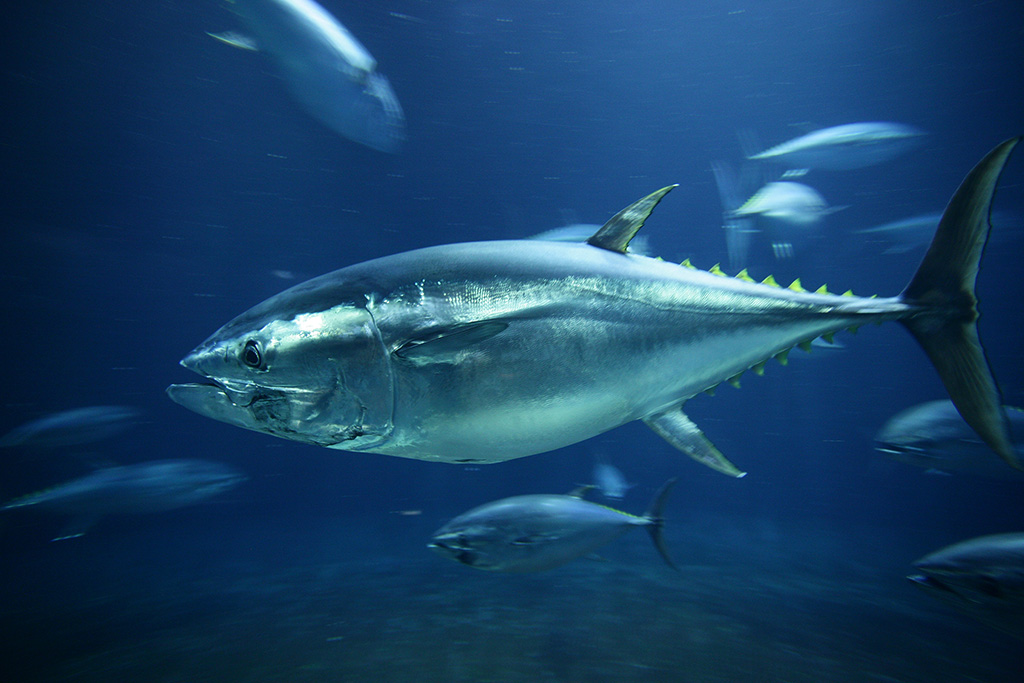 水槽を泳ぐクロマグロ/東京都葛西臨海水族園（江戸川区）