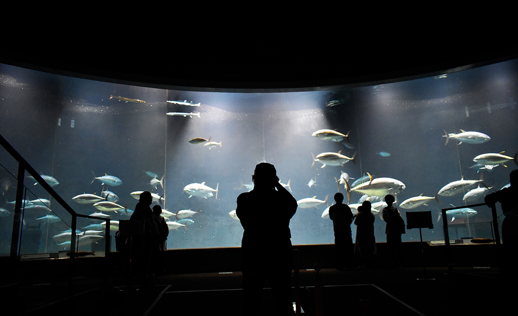 水槽を泳ぐクロマグロ/東京都葛西臨海水族園（江戸川区）