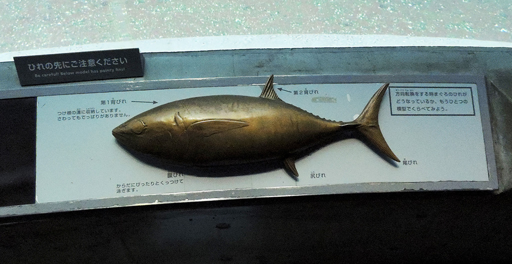 クロマグロのヒレについての解説/東京都葛西臨海水族園（江戸川区）