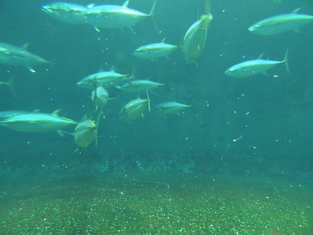 水槽の底に落ちている“耳石”/東京都葛西臨海水族園（江戸川区）