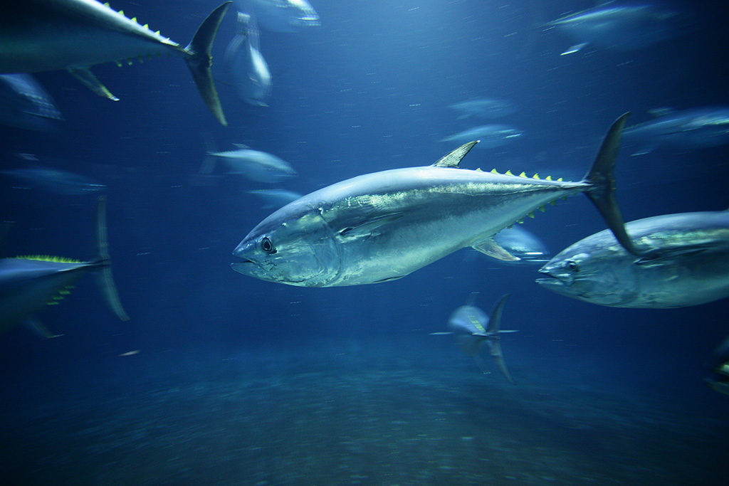クロマグロ/東京都葛西臨海水族園（江戸川区）