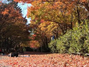 名古屋など愛知県の紅葉がおすすめの公園・庭園など8選(10月下~12月上)