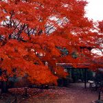 京都府で紅葉がおすすめの公園・庭園など8選（11月～12月中旬ごろ）