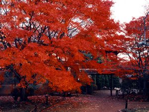 京都府で紅葉がおすすめの公園・庭園など8選(11月~12月中旬ごろ)