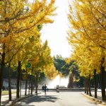 大阪府で紅葉がおすすめの公園・庭園6選（11月上～12月上）金色のイチョウ並木も！