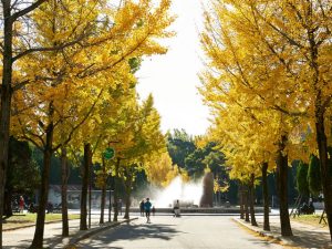 大阪府で紅葉がおすすめの公園・庭園6選(11月上~12月上)金色のイチョウ並木も!