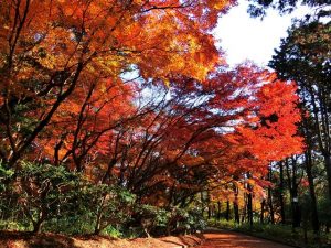 神戸など兵庫県で紅葉がおすすめの公園・庭園など6選(11月~12月上旬)