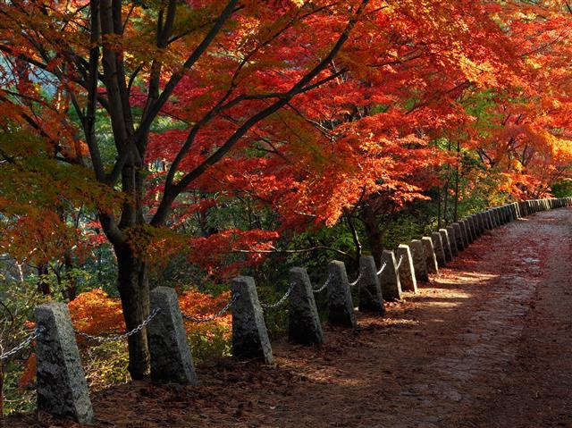 吉野山（奈良県／吉野郡吉野町）