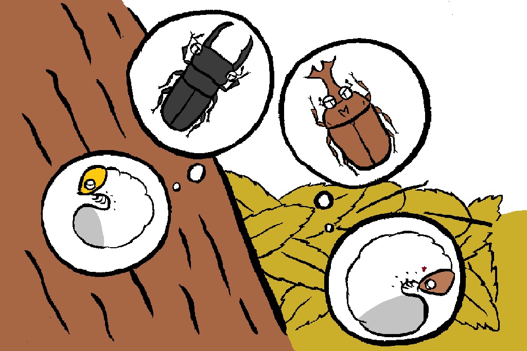 クワガタ&カブトムシの幼虫