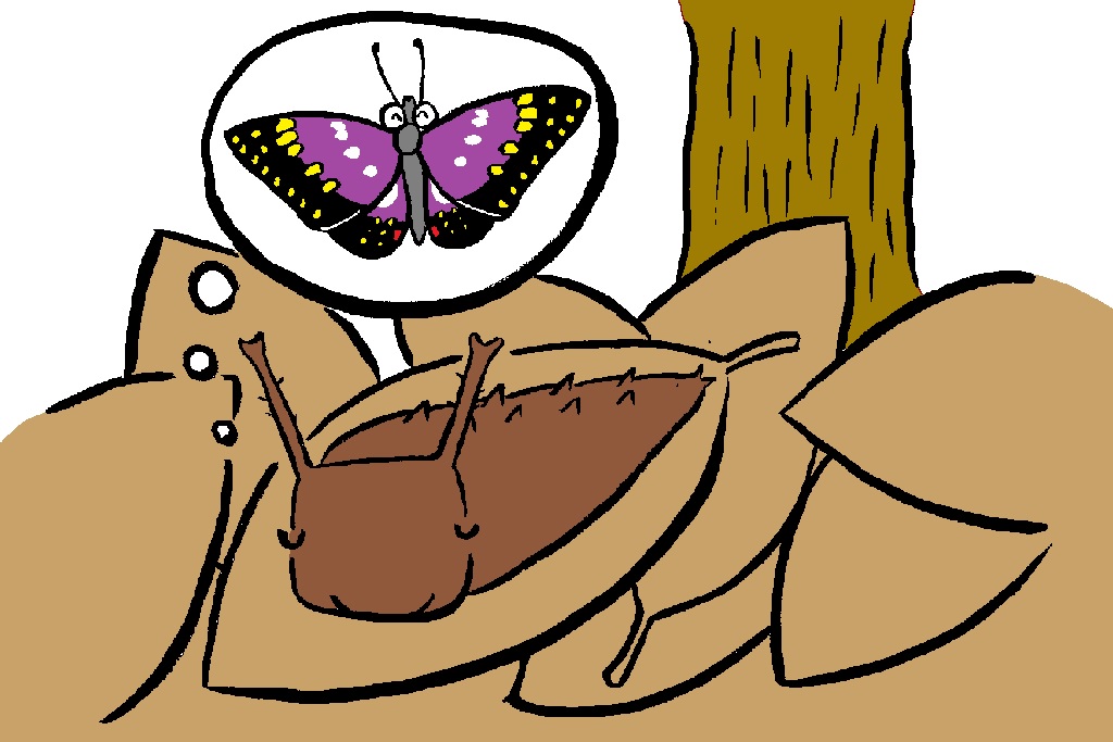 オオムラサキ&ゴマダラチョウの幼虫