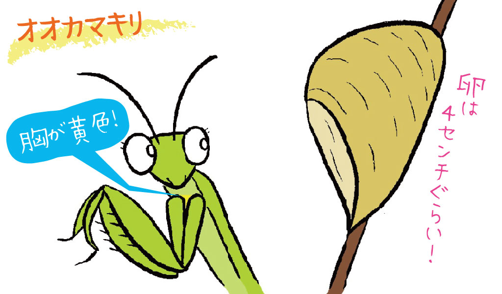 日本で一番大きいオオカマキリ