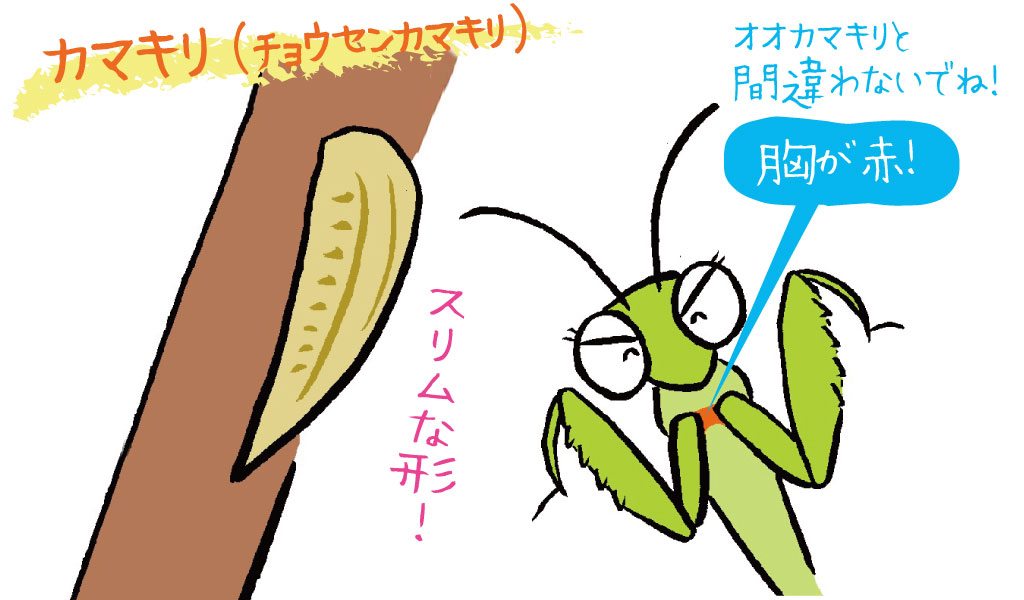 カマキリ(チョウセンカマキリ)