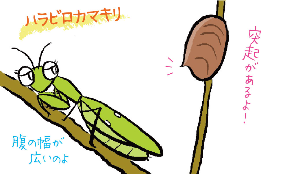 ハラビロカマキリ
