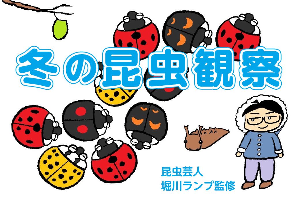 冬は昆虫採集より冬越しの観察！蛹・幼虫・卵…てんとう虫の集団越冬も必見