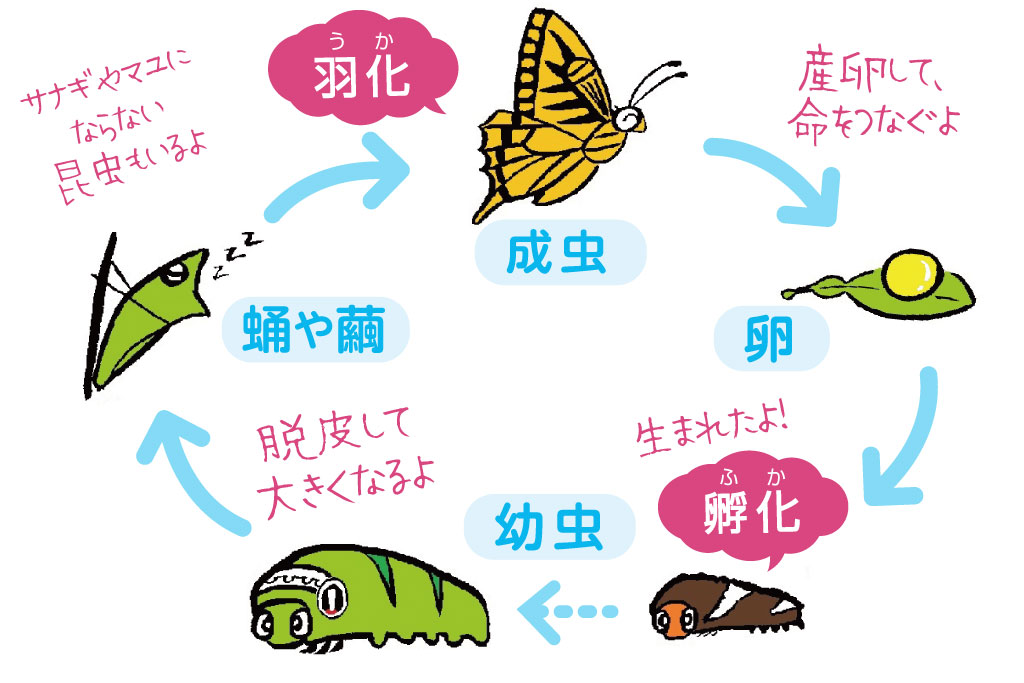 昆虫の越冬には、成虫・蛹(さなぎ)や繭(まゆ)・幼虫・卵の4つの形態がある