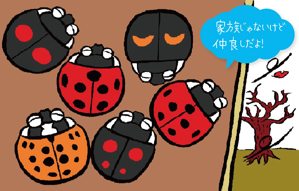 赤いナナホシテントウ、それ以外はナミテントウ