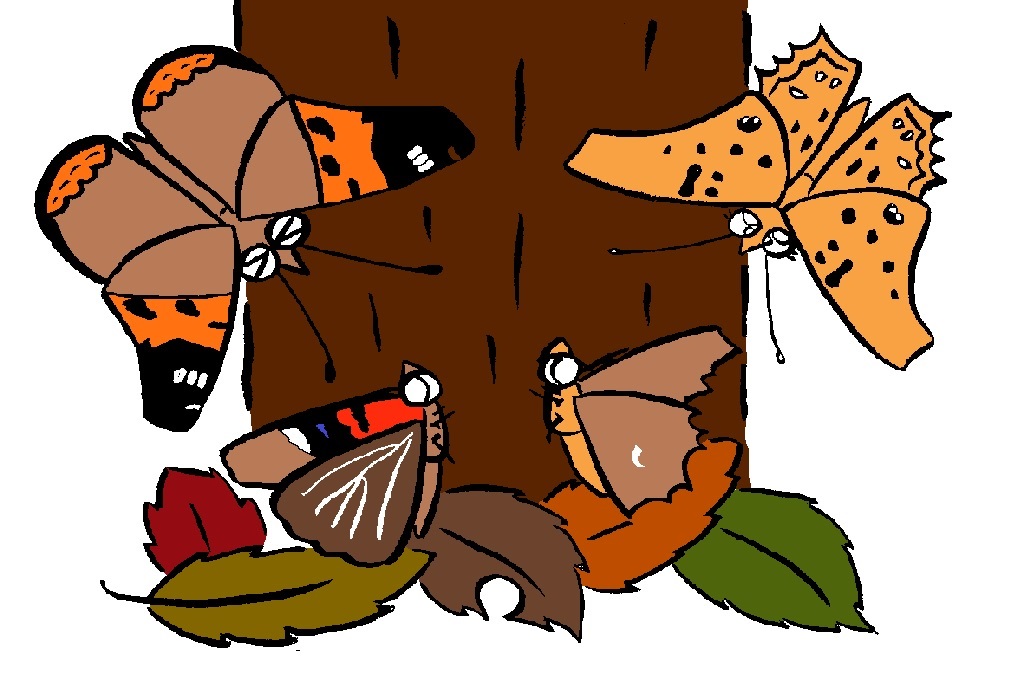 チョウチョウの仲間(左がアカタテハ、右がキタテハ)