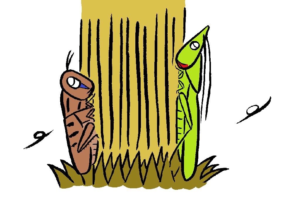 ツチイナゴ(左がツチイナゴ、右がクビキリギス)