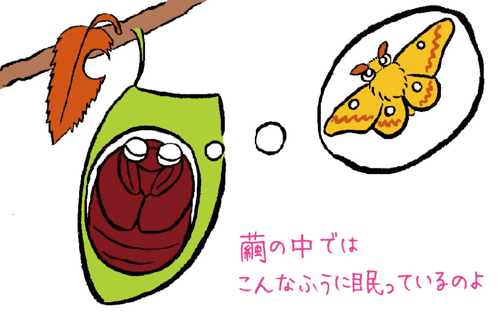 成虫のウスタビガ